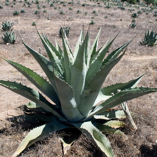 10 graines de agave durangensis