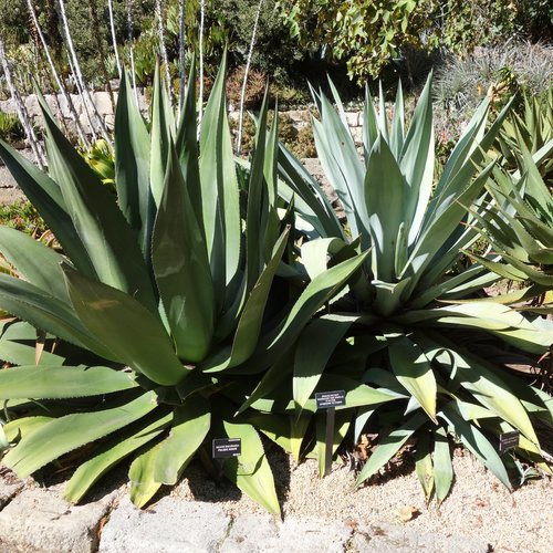 5 graines de agave salmiana subsp. salmiana