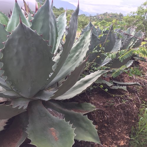 10 graines de agave seemanniana