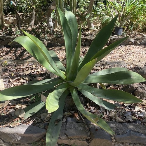 7 graines de agave nayaritensis