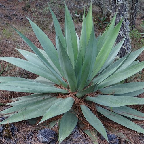 7 graines de agave obscura