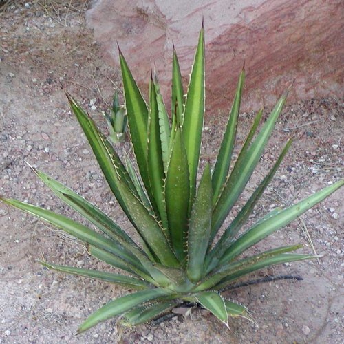 10 graines de agave lechuguilla