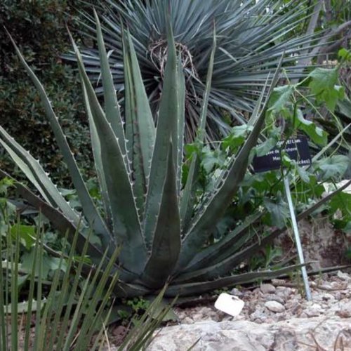 3 graines de agave kerchovei