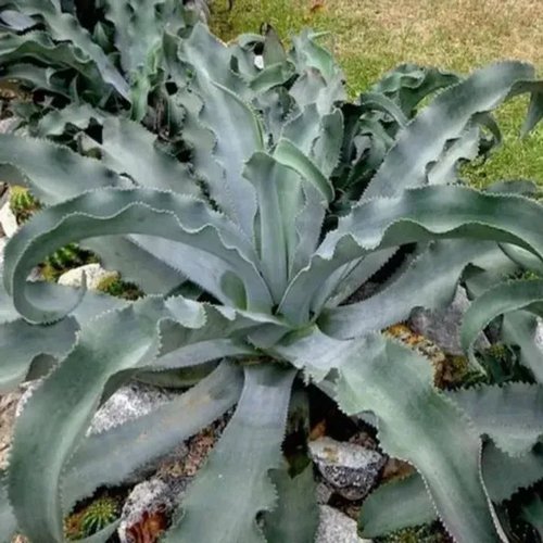 5 graines de agave gypsophila