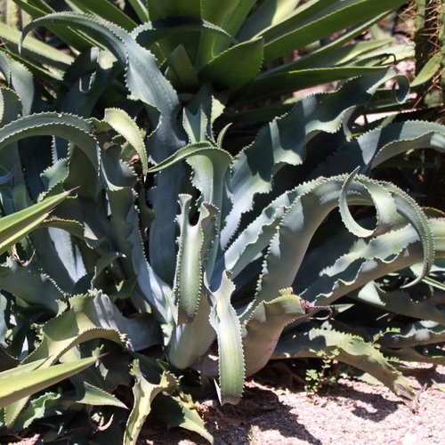 10 graines de agave gypsophila