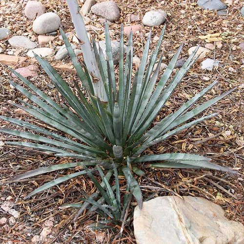 10 graines de agave aktites