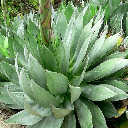 3 graines de agave obscura "xalapa"