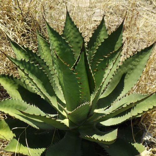 5 graines de agave inaequidens subsp. inaequidens