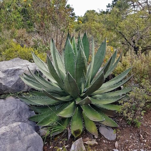 10 graines de agave garciae-mendozae