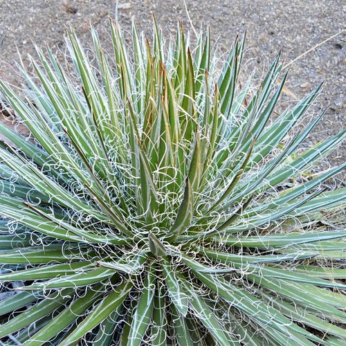 10 graines de agave schidigera
