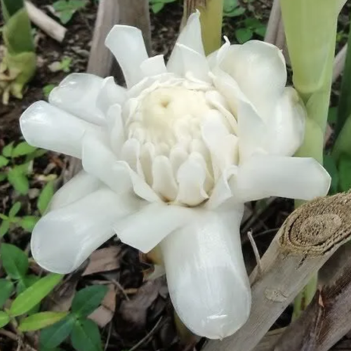 7 graines de etlingera elatior white, rose de porcelaine blanche
