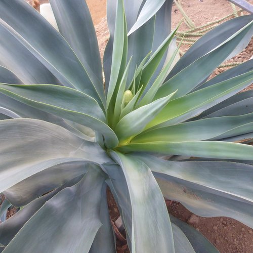 10 graines de agave pedunculifera