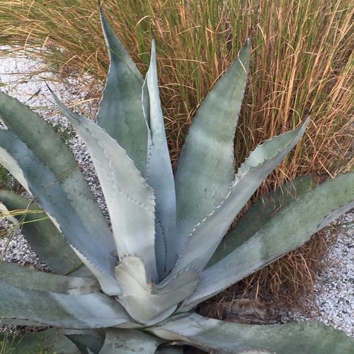 5 graines de agave americana subsp. protoamericana