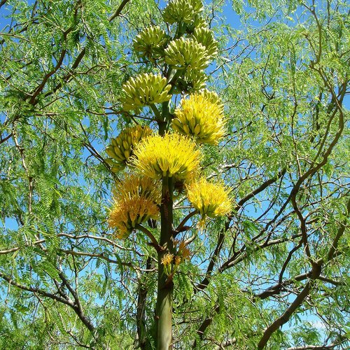 10 graines de agave chrysantha