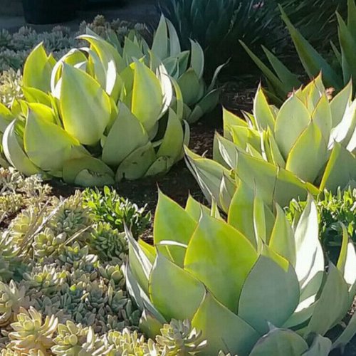 7 graines de agave mitis var. mitis