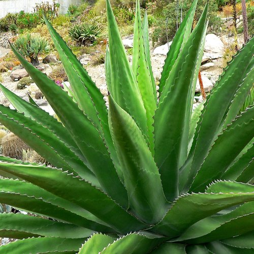 5 graines de agave gentryi