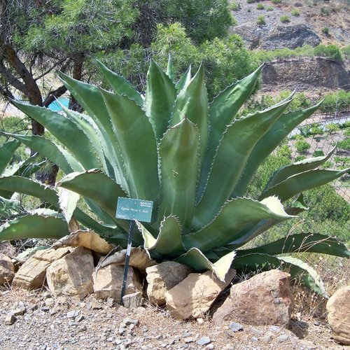3 graines de agave salmiana var. ferox