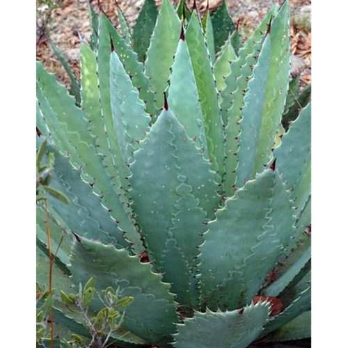 5 graines de agave maximiliana