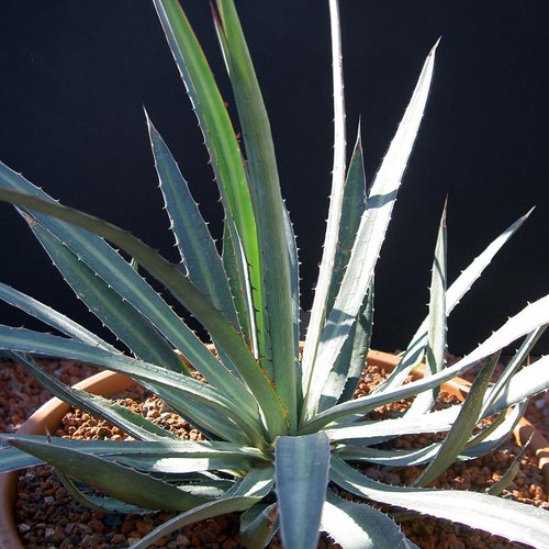 3 graines de agave funkiana