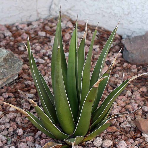 3 graines agave triangularis