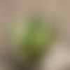 7 graines agave triangularis