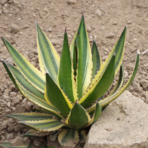 7 graines agave triangularis
