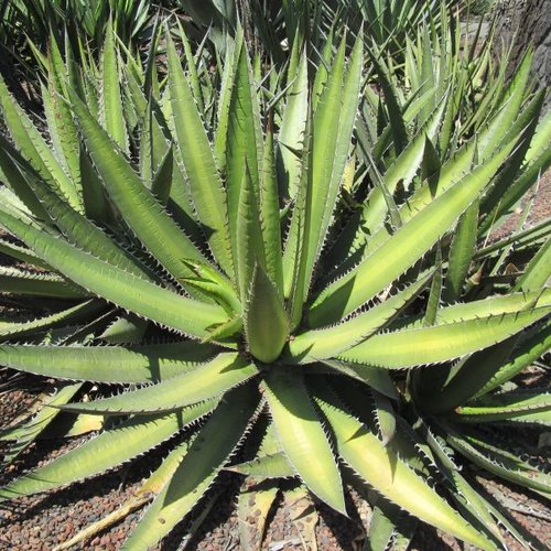 5 graines de agave angustiarum