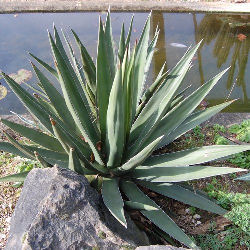 10 graines de agave difformis