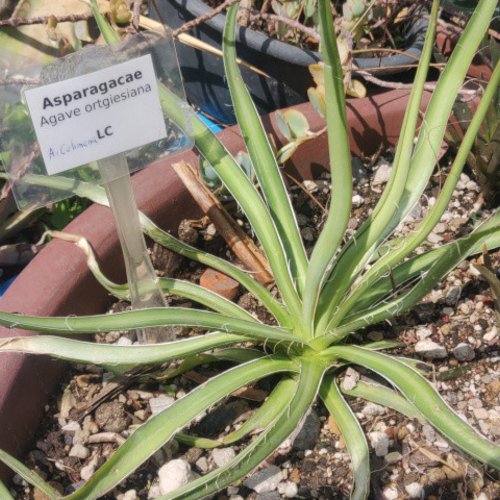5 graines de agave ortgiesiana