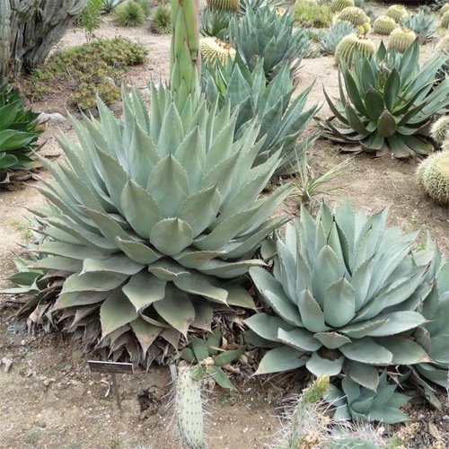 5 graines de agave havardiana