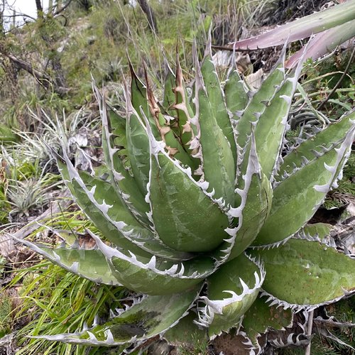 3 graines de agave megalodonta