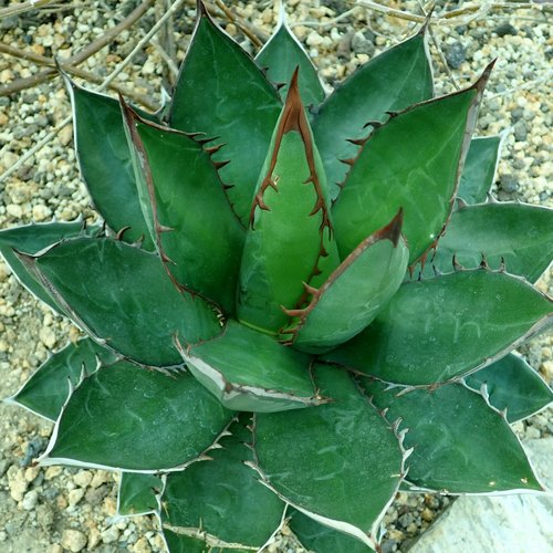 7 graines de agave ghiesbreghtii