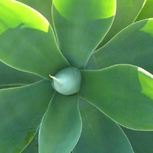 5 graines de agave ellemeetiana