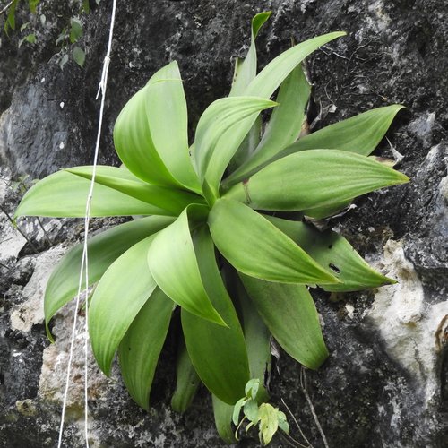7 graines de agave ellemeetiana