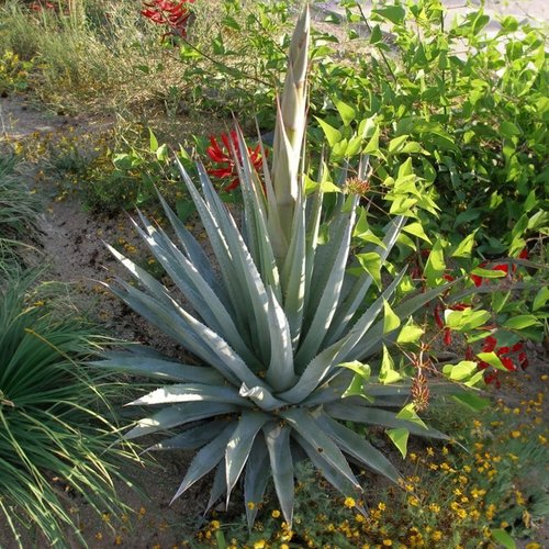 5 graines de agave palmeri