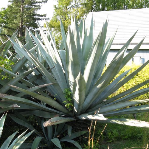 3 graines de agave abisaii
