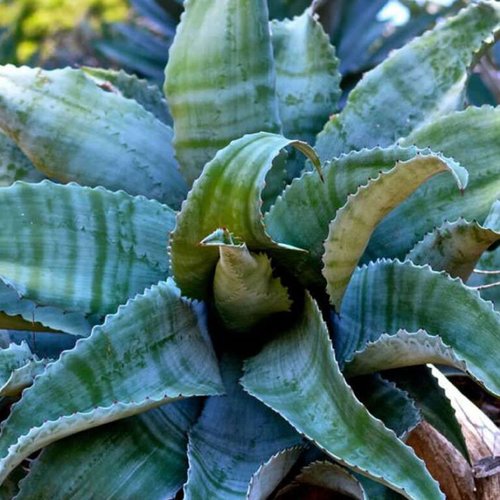 5 graines de agave marmorata