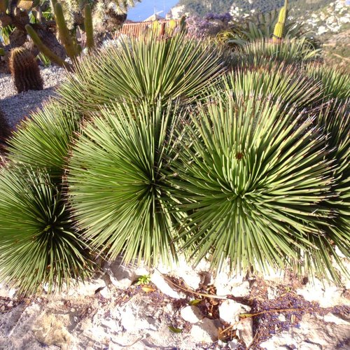 7 graines de agave stricta