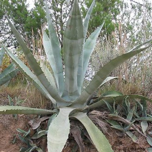 7 graines de agave bulliana
