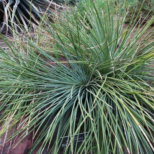 5 graines de agave ornithobroma