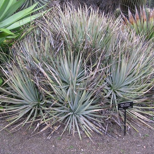 3 graines de agave striata subsp falcata