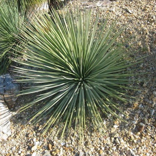 10 graines de agave striata subsp striata