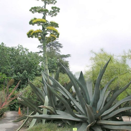 3 graines de agave salmiana x mapisaga
