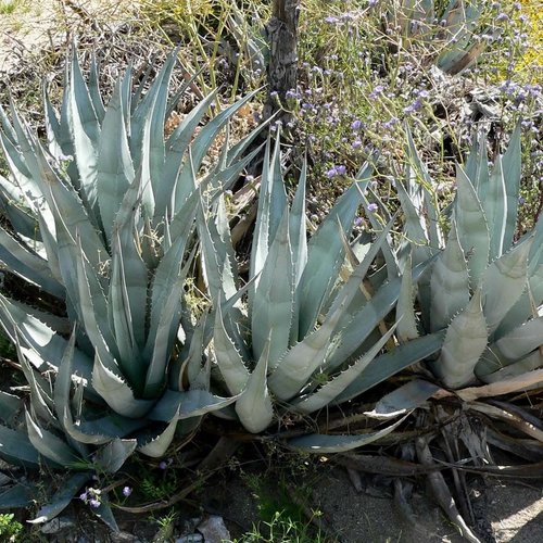 3 graines de agave deserti var. pringlei