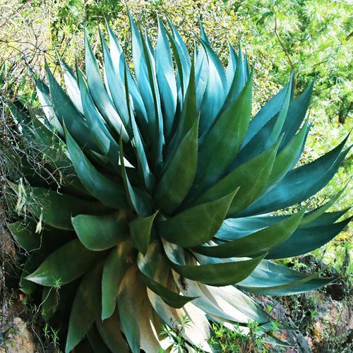 10 graines de agave atrovirens 'oaxaca jungle giant'