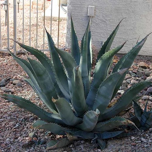 10 graines de agave asperrima subsp. zarcensis