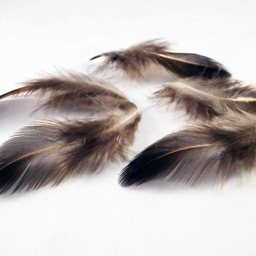 Lot de 5 plumes naturelles de faisan top qualité de couleur obscur 