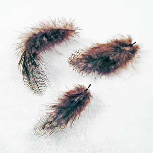 Lot de 3 plumes de pintade de couleur marron 