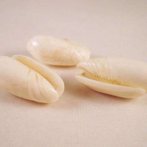 Lot de 3 perles en coquillages, approximativement 2cm de longueur 