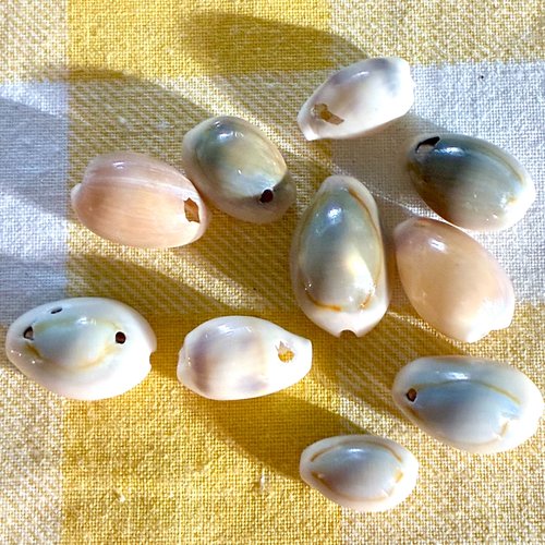 Lot de 10 coquillages cauris percés 1 côté